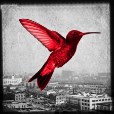 Humming in the city - red