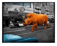 Rhino in Reno - orange